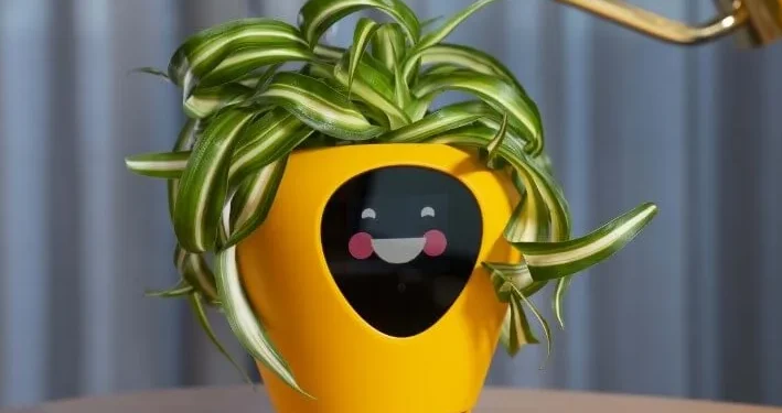 Lua Planter