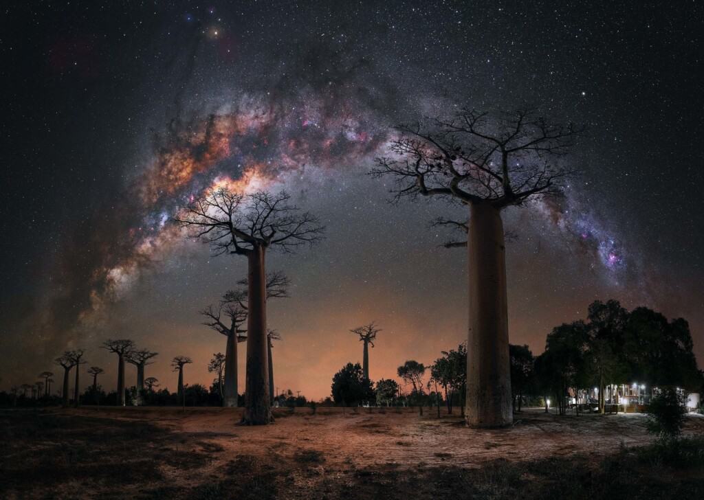 Night Under the Baobab Trees by Steffi Lieberman
