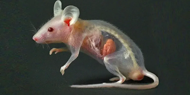 FD&C Yellow 5 (tartrazine), the dye that gives foods, drugs, and cosmetics a lemon-yellow color, can also be used to make mice transparent, as shown in this generative image.